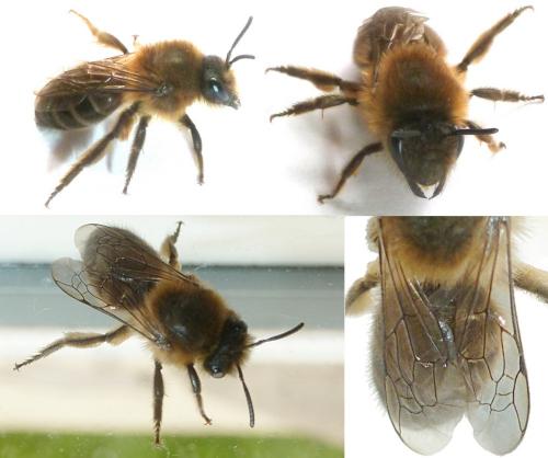 Colletes cunicularius